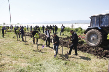 Cəlilabadda “Şəhərsalma və Memarlıq İli” çərçivəsində ağacəkmə və təmizlik aksiyası keçirilib