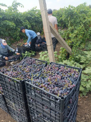 Cəlilabadda üzüm yığımı davam edir