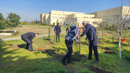 Cəlilabad rayonunda ağacəkmə aksiyası keçirilib