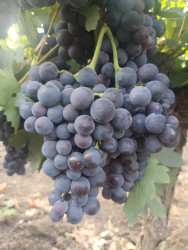 Cəlilabadda üzüm yığımı davam edir