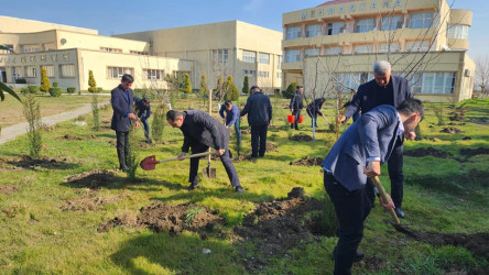 Cəlilabad rayonunda ağacəkmə aksiyası keçirilib