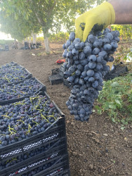 Cəlilabadda üzüm yığımı davam edir