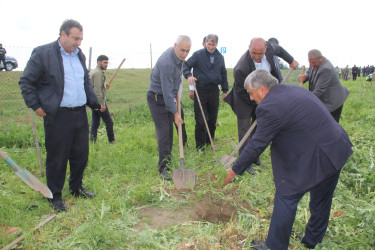 Cəlilabadda “Konstitusiya və Suverenlik İli”nə həsr olunmuş ağacəkmə aksiyası keçirilib
