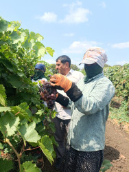 Cəlilabadda üzüm yığımı davam edir
