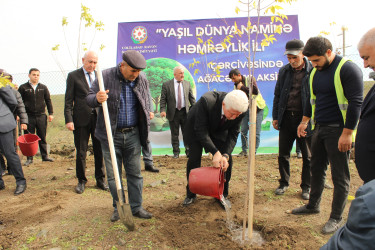 Cəlilabadda ağacəkmə aksiyası davam edir