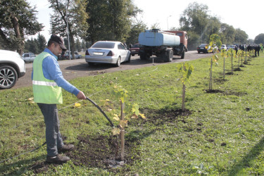 Cəlilabadda 8 noyabr – Zəfər Gününün beşinci ildönümü ilə əlaqədar ağacəkmə aksiyası keçirilib