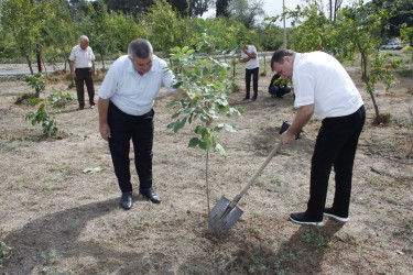 Cəlilabadda 27 Sentyabr-Anım Günü ilə əlaqədar ağacəkmə aksiyası keçirilmişdir