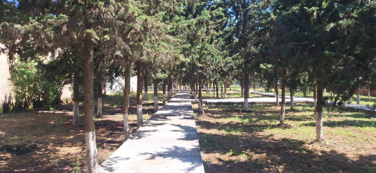 Cəlilabad rayonunun Alar kəndində yeni park salınır