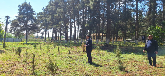 Cəlilabad rayonunun Alar kəndində yeni park salınır