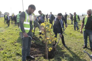 Cəlilabadda 8 noyabr – Zəfər Gününün beşinci ildönümü ilə əlaqədar ağacəkmə aksiyası keçirilib