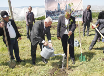 Cəlilabadda “Şəhərsalma və Memarlıq İli” çərçivəsində ağacəkmə və təmizlik aksiyası keçirilib