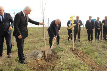 Cəlilabadda ağacəkmə aksiyası davam edir