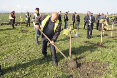 Cəlilabadda 8 noyabr – Zəfər Gününün beşinci ildönümü ilə əlaqədar ağacəkmə aksiyası keçirilib