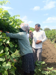 Cəlilabadda üzüm yığımı davam edir