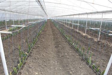Cəlilabad rayonunda kənd təsərrüfatının inkişafına dair Dövlət Proqramının icrası ilə bağlı görülən işlər və qarşıda duran vəzifələr müzakirə olunub