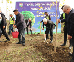 Cəlilabadda ağacəkmə aksiyası davam edir