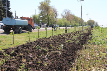 Cəlilabadda “Şəhərsalma və Memarlıq İli” çərçivəsində ağacəkmə və təmizlik aksiyası keçirilib