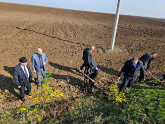 Cəlilabadda növbəti ağacəkmə aksiyası keçirilib