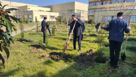 Cəlilabad rayonunda ağacəkmə aksiyası keçirilib