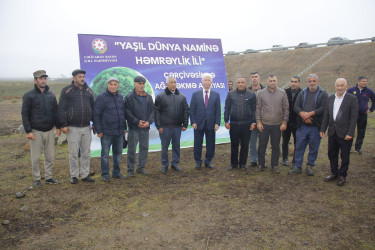 Cəlilabad rayonunda "Yaşıl dünya naminə həmrəylik ili" çərçivəsində ağacəkmə aksiyası keçirilmişdir