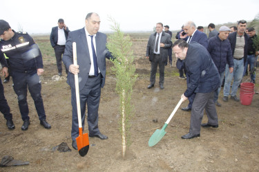 Cəlilabad rayonunda "Yaşıl dünya naminə həmrəylik ili" çərçivəsində ağacəkmə aksiyası keçirilmişdir