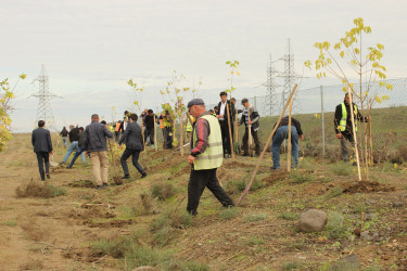 Cəlilabadda ağacəkmə aksiyası davam edir