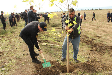 Cəlilabadda ağacəkmə aksiyası davam edir