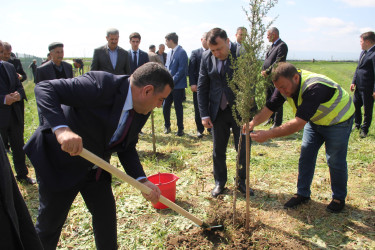 Cəlilabadda “Konstitusiya və Suverenlik İli”nə həsr olunmuş ağacəkmə aksiyası keçirilib