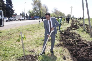 Cəlilabadda “Şəhərsalma və Memarlıq İli” çərçivəsində ağacəkmə və təmizlik aksiyası keçirilib
