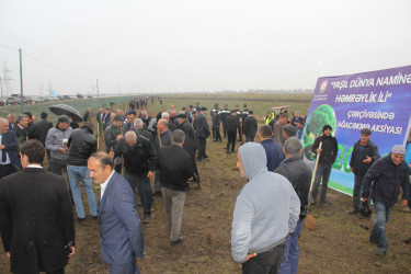 Cəlilabad rayonunda "Yaşıl dünya naminə həmrəylik ili" çərçivəsində ağacəkmə aksiyası keçirilmişdir