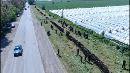 Cəlilabadda “Şəhərsalma və Memarlıq İli” çərçivəsində ağacəkmə və təmizlik aksiyası keçirilib