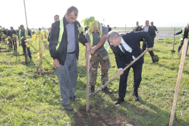 Cəlilabadda 8 noyabr – Zəfər Gününün beşinci ildönümü ilə əlaqədar ağacəkmə aksiyası keçirilib