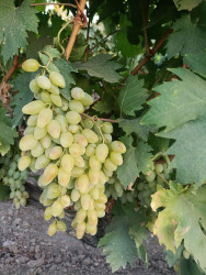 Cəlilabadda üzüm yığımı davam edir