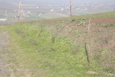 Rafiq Cəlilov kəndlərdə yaşıllaşdırma işlərinə baxış keçirdi