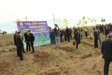 Cəlilabadda ağacəkmə aksiyası davam edir