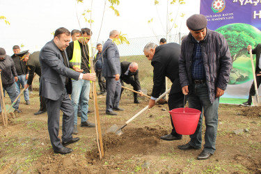 Cəlilabadda ağacəkmə aksiyası davam edir