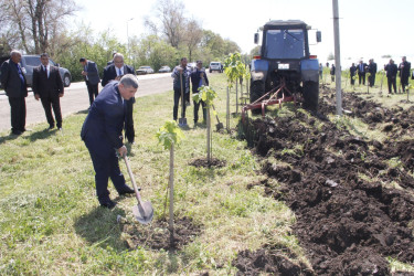 Cəlilabadda “Şəhərsalma və Memarlıq İli” çərçivəsində ağacəkmə və təmizlik aksiyası keçirilib